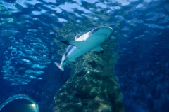 P1270678